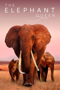 อัศจรรย์ราชินีแห่งช้าง The Elephant Queen (2019)