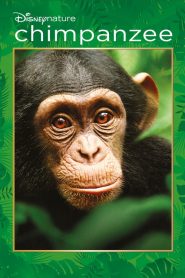ชิมแปนซี ผจญภัยในป่ากว้าง Chimpanzee (2012)