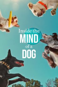 อ่านใจสุนัข Inside the Mind of a Dog (2024)